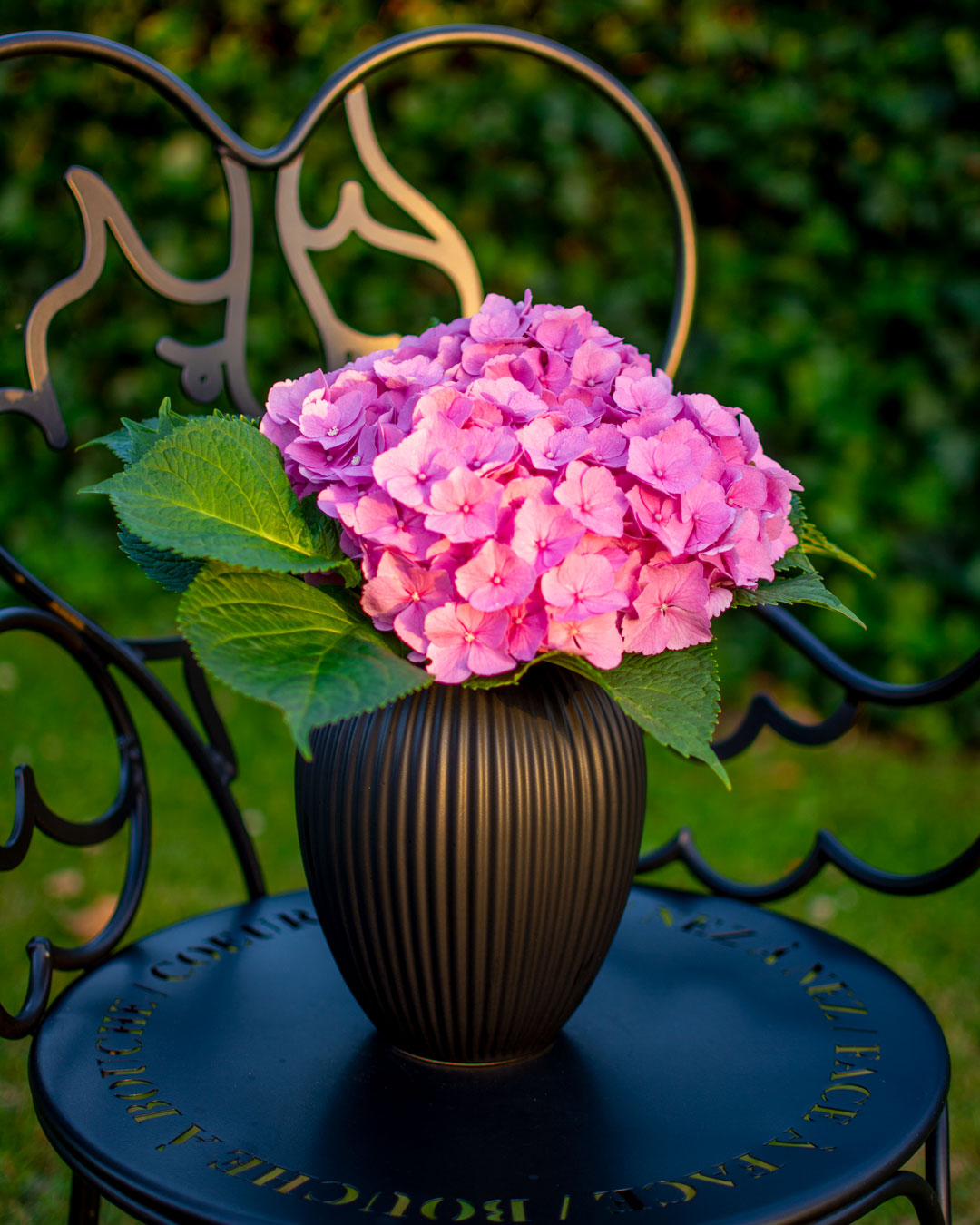 Sort vase fra Michael Andersen Keramik Model 4767 med pink hortensia på sort Fermob englestol i have